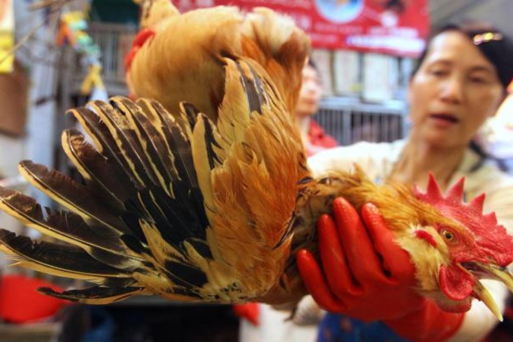 A woman handles chickens at a market stall. Photo: Felix Wong