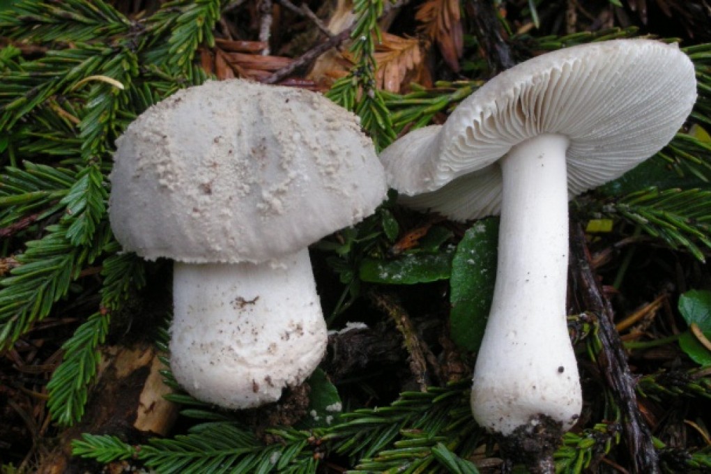 This plain-looking fungus can kill. Photo: Mushroom Observer