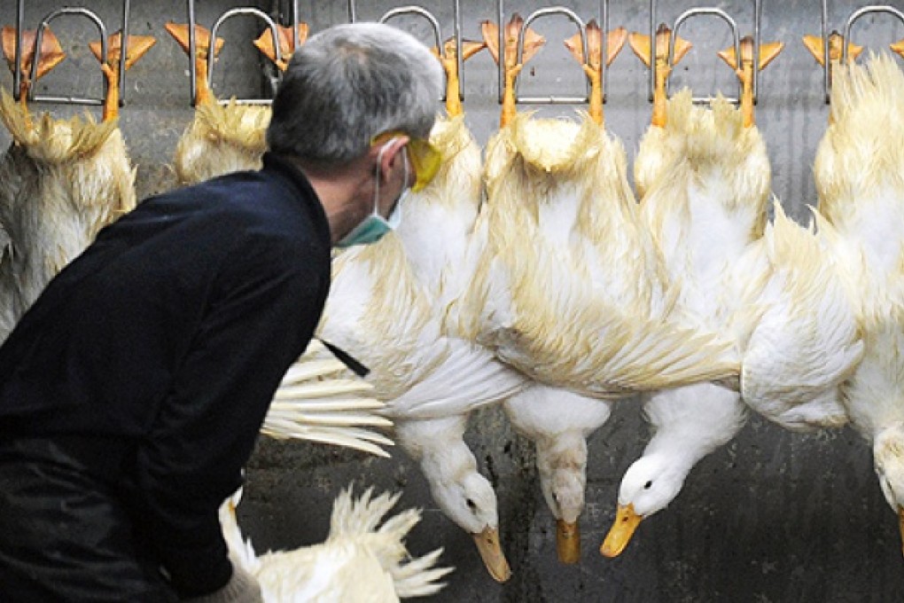 More than 110 people in mainland China have been confirmed with H7N9 bird flu virus. Photo: AFP