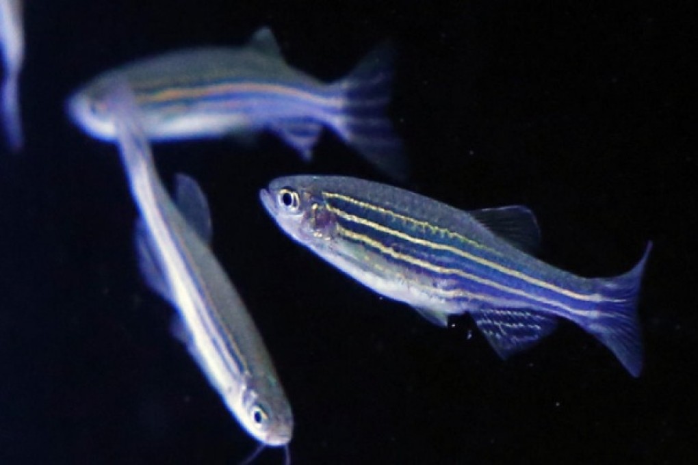 The tiny zebrafish has aided in many scientific discoveries.