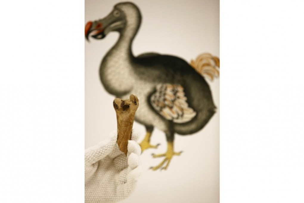Extinct species may one day be cloned from preserved tissues, such as this dodo bone. Photo: AFP