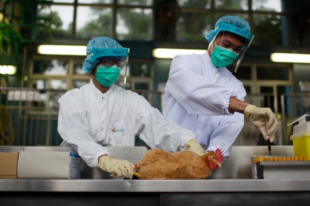 An official with the Food and Environmental Hygiene Department holds a live chicken as another handles a blood sample for testing. Photo: Bloomberg