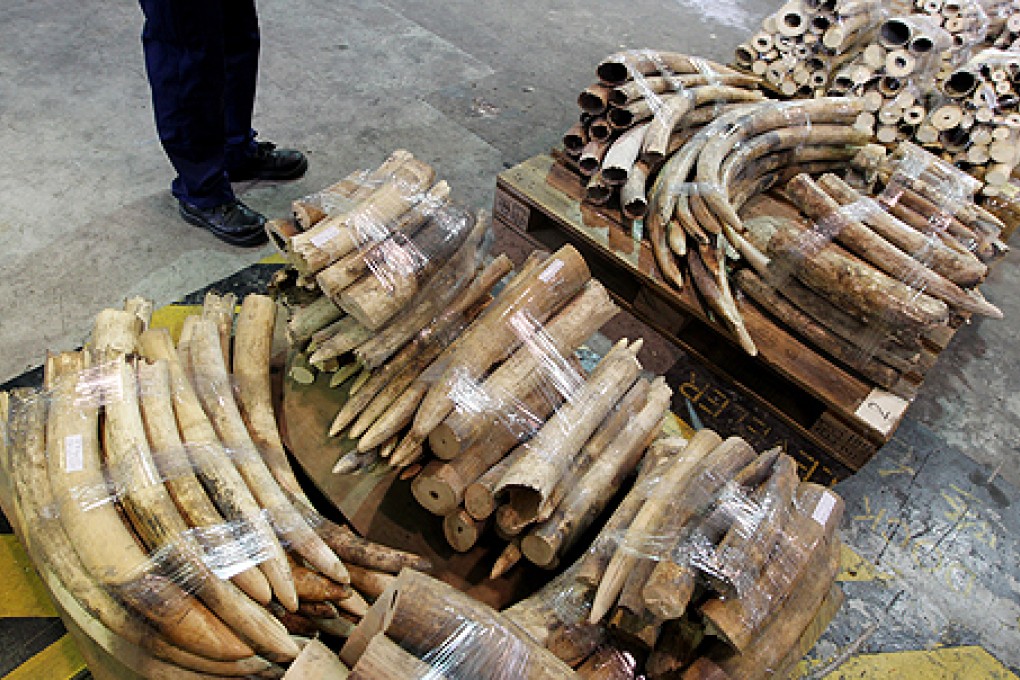 A seizure of ivory tusks in Hong Kong in January. Photo: Felix Wong