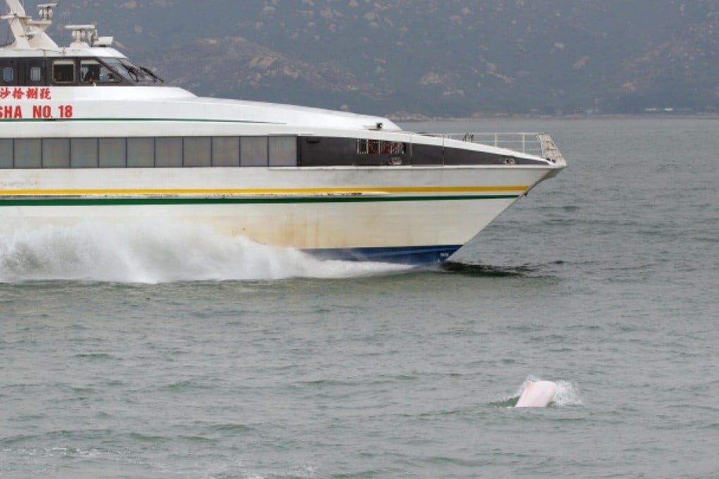 A pink dolphin is seen in Hong Kong waters.