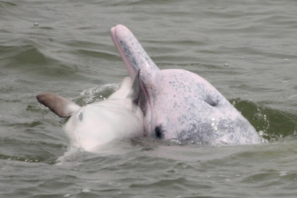 A mother with her dead calf in Hong Kong waters in an incident similar to one filmed last week. Photo: Red Door/Dolphin Conservation Society