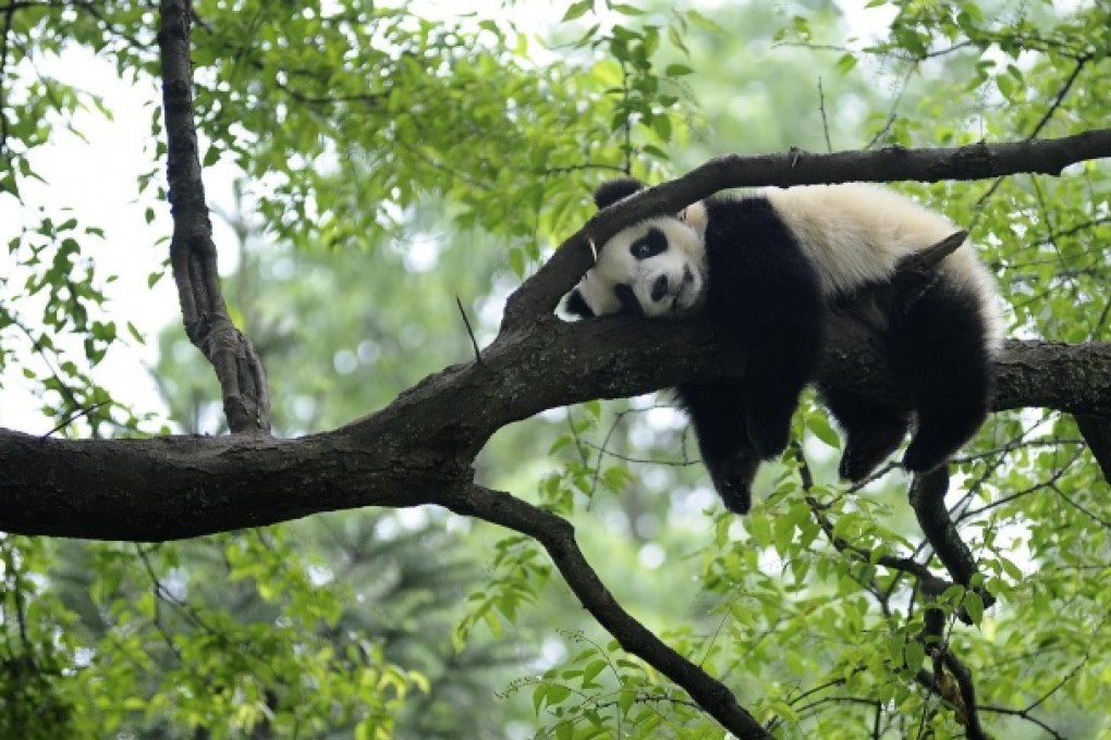 Pandas' habitats would be damaged through deforestation in regions suitable if winegrowing unless controls are put in place. Photo: Reuters