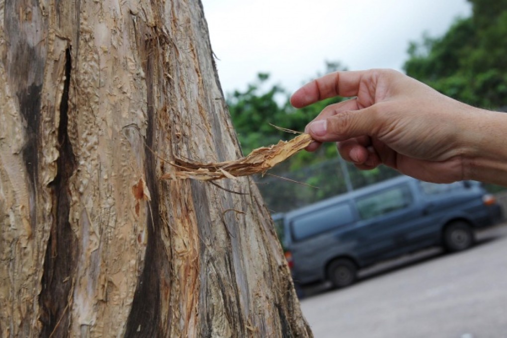A tree thought to have brown root rot. Photo: Nora Tam