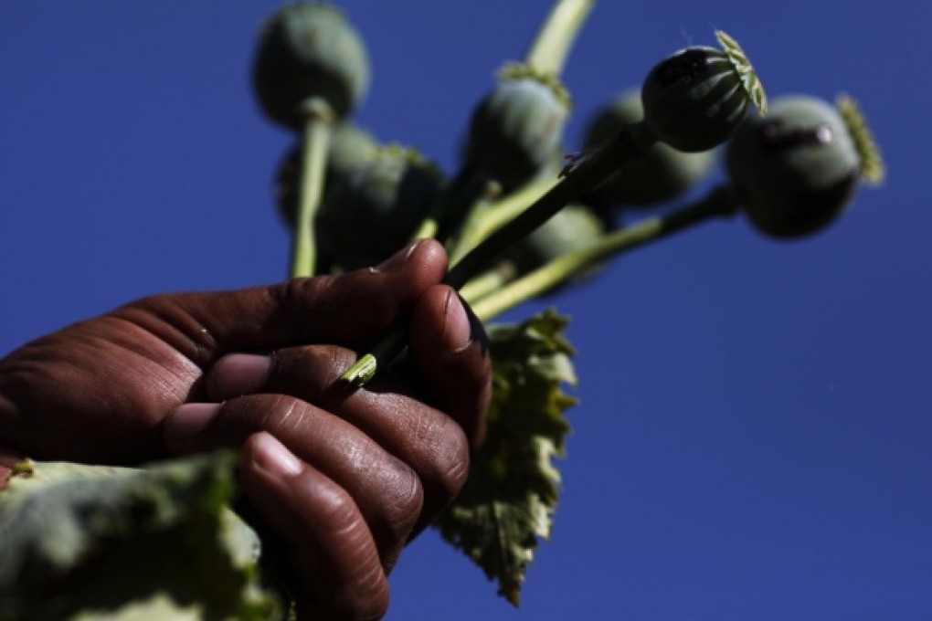 Poppy plants from a destroyed field in Myanmar. Photo: Reuters