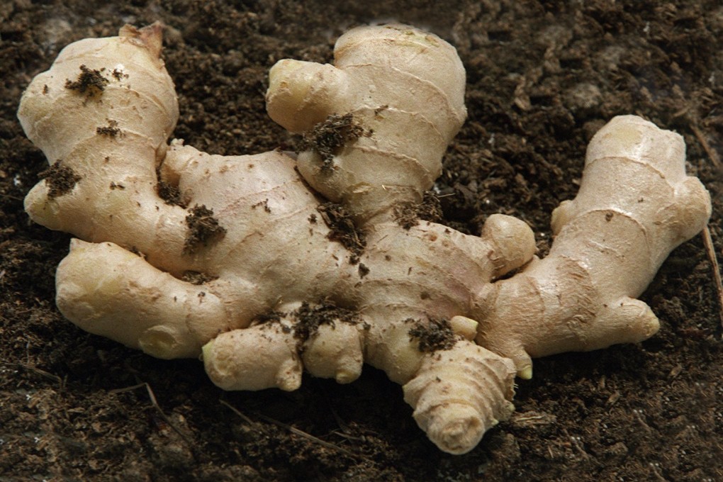 Highly toxic pesticide aldicarb is not approved for use on ginger. Photo: SCMP