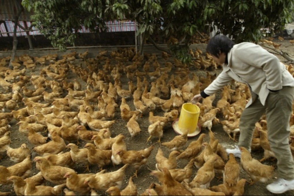 Poultry trade may be spreading killer H7N9 virus