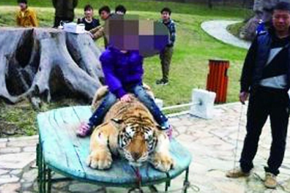 A screenshot shows a visitor posing for photos while sitting on top of a tiger cub tied to a wooden table in Jilin. Photo: SCMP Pictures