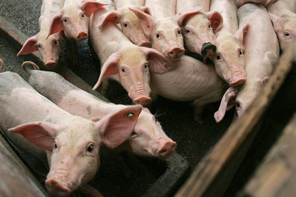 A previous study shows the H7N9 bird flu seems to be circulating in areas of China that have large populations of pigs and humans. Photo: Reuters