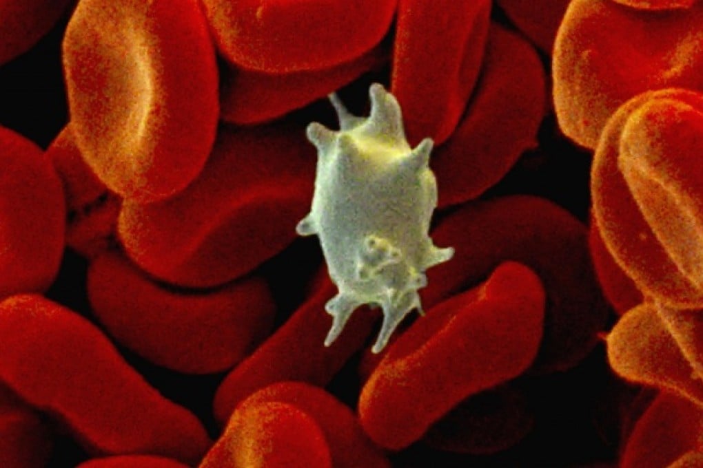 A platelet among human blood cells. Platelets enable the blood to clot. Photo: Corbis