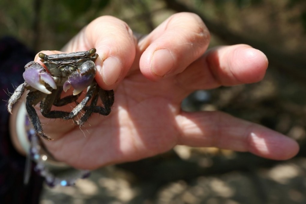 Hundreds of marine species face relocation. Photo: Sam Tsang