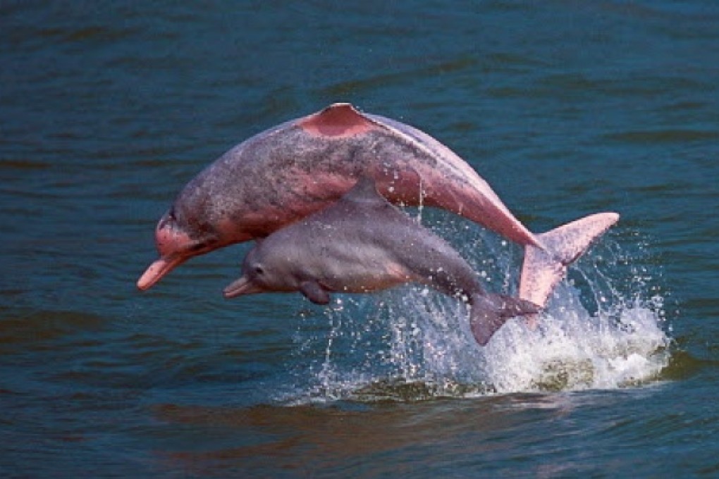 Pink dolphins in Hong Kong waters. Photo: AFP