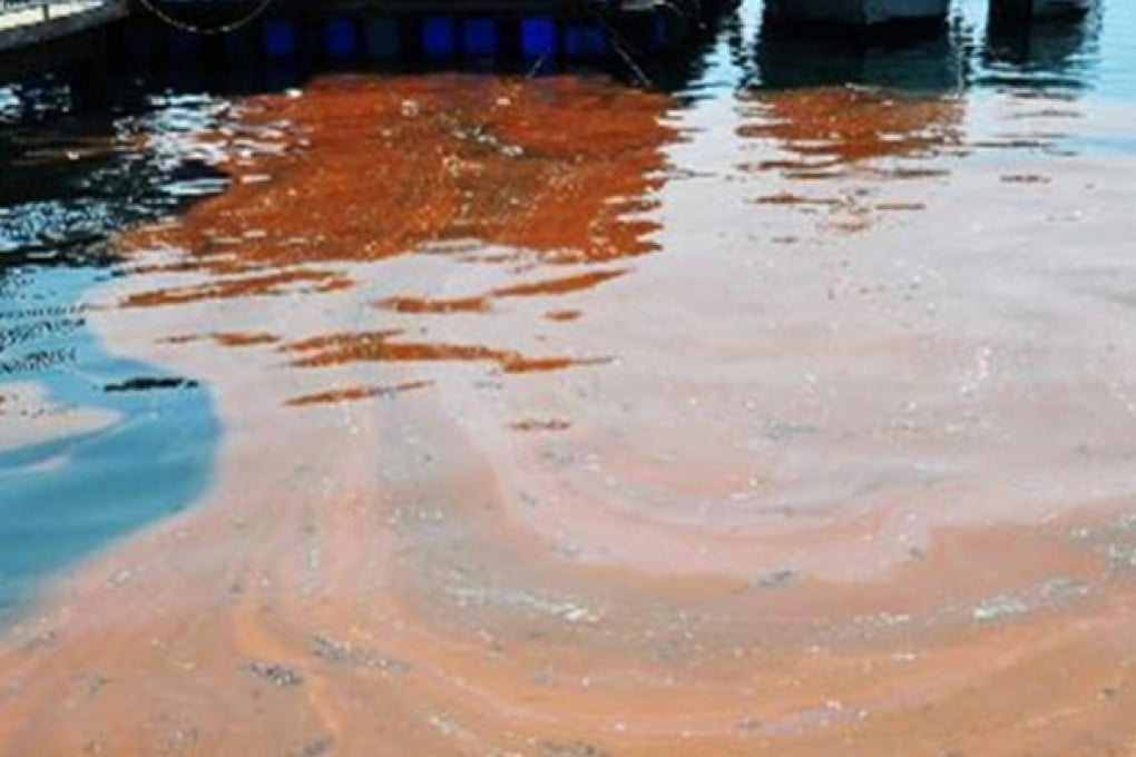Sixteen red tides, like this one in Shenzhen, were recorded in Guangdong last year. Photo: SCMP Pictures