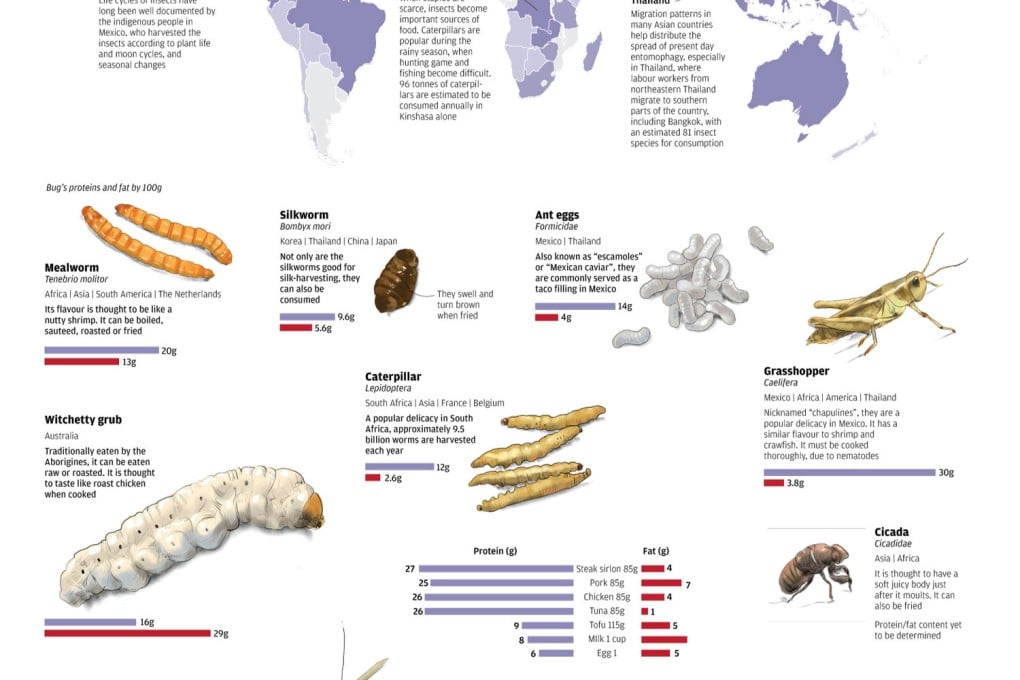 Entomophagy, the consumption of insects as food