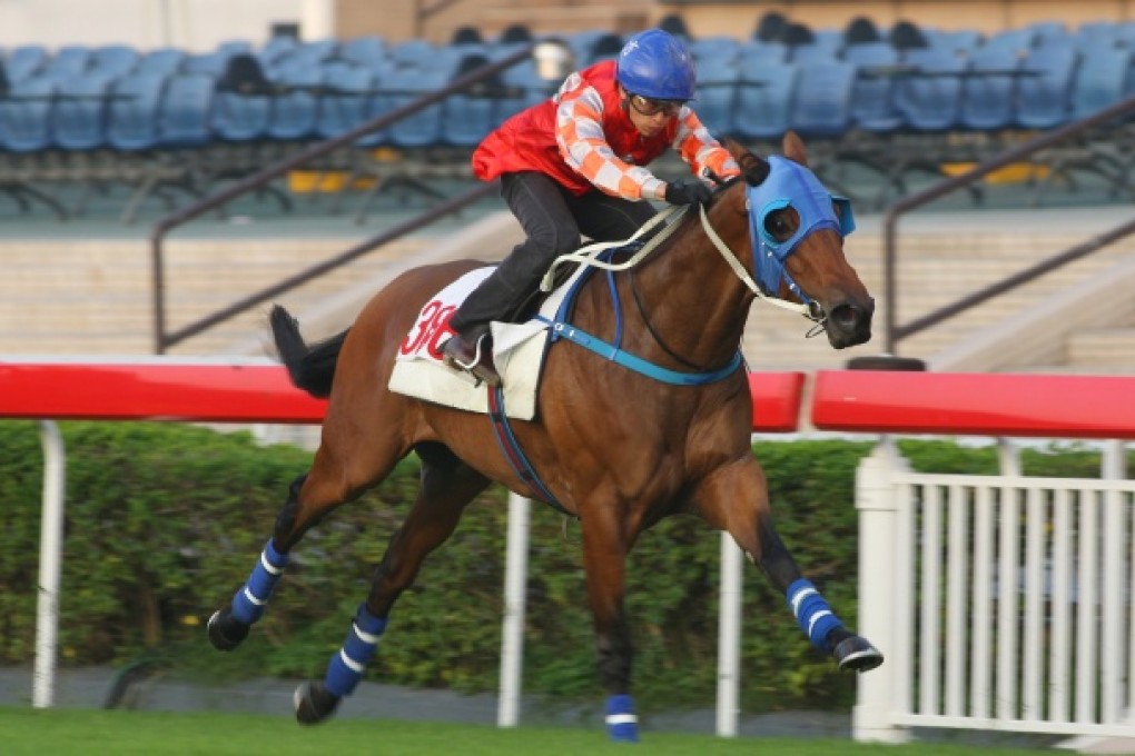 BORN TO WIN ridden by Vincent Ho Chak-yiu at Sha Tin. Photo: Kenneth Chan