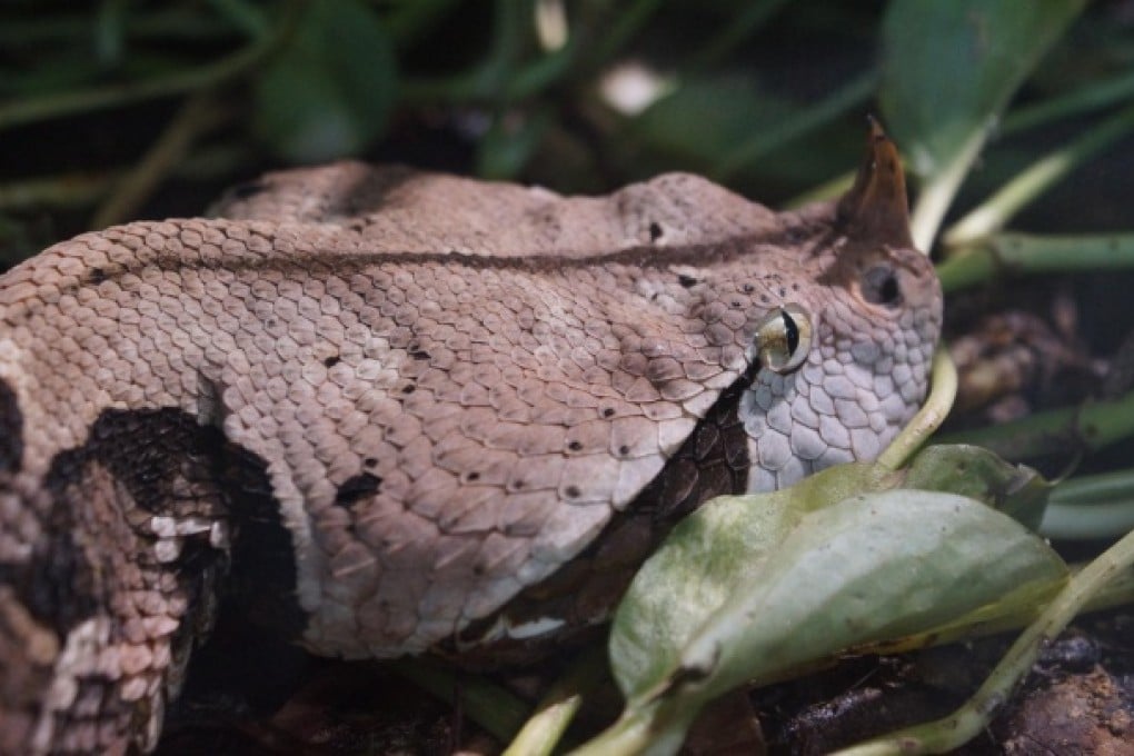 The Gaboon viper's skin absorbs light. Photo: Shutter Stock