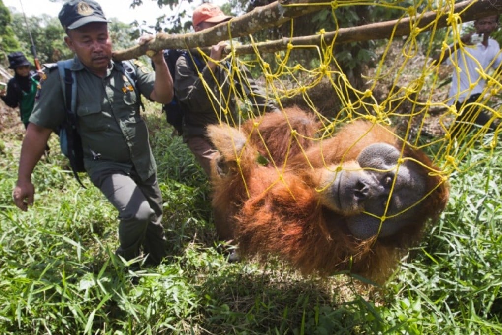 A tranquillised Avatar is removed from his small strip of forest.