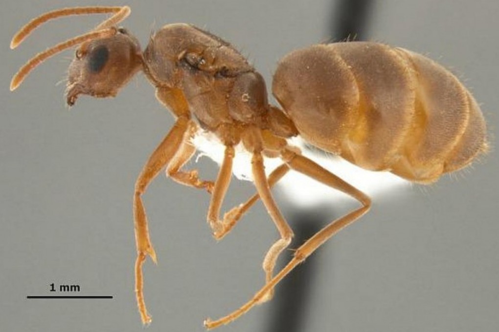 The crazy ants are the size of a flea. Photo: SCMP