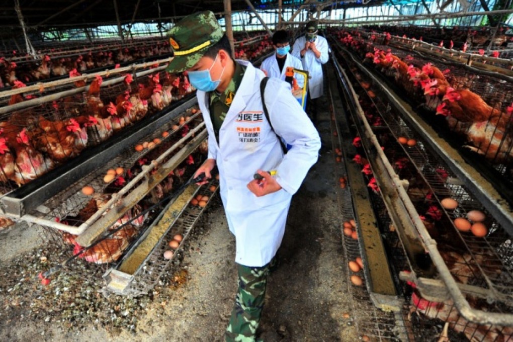Poultry farms might be the source of the H7N9 virus. Photo: Xinhua