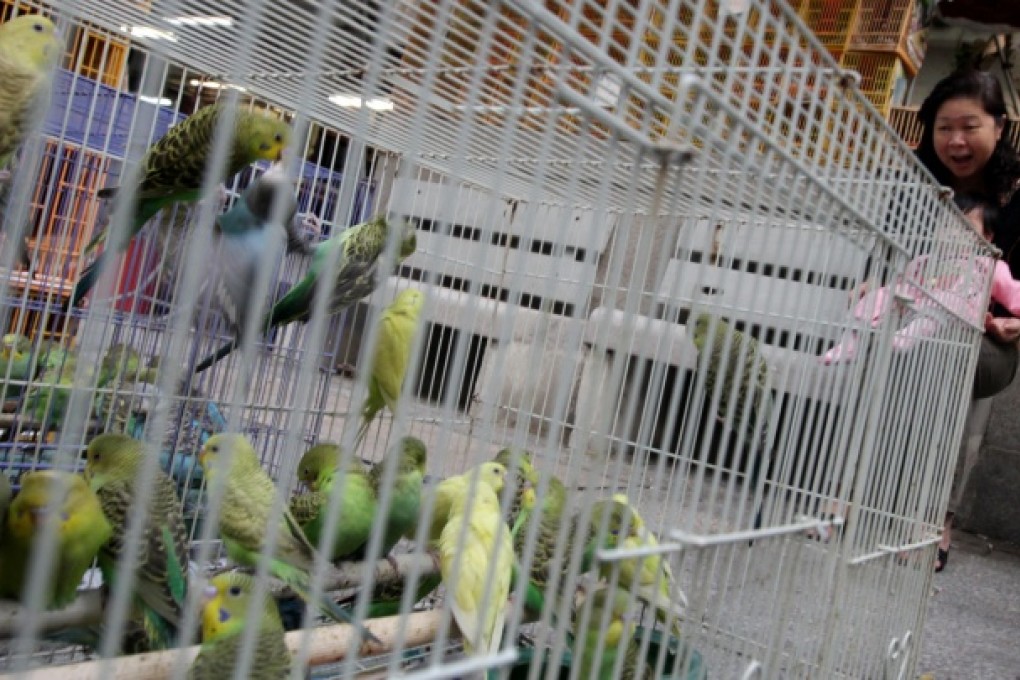 Caged birds on sale in a Mong Kok market. Photo: Felix Wong