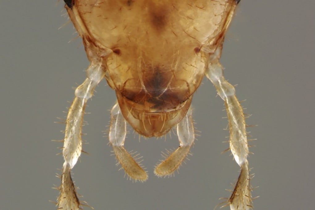 The head of a male German cockroach. The insect's taste hairs, which extend from its face, antennae and mouth, contain sweet and bitter detectors that help some cockroaches avoid traps baited with glucose. Photo: Handout
