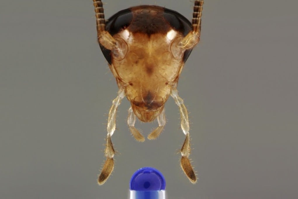 German cockroaches were used in the study. Photo: NYT