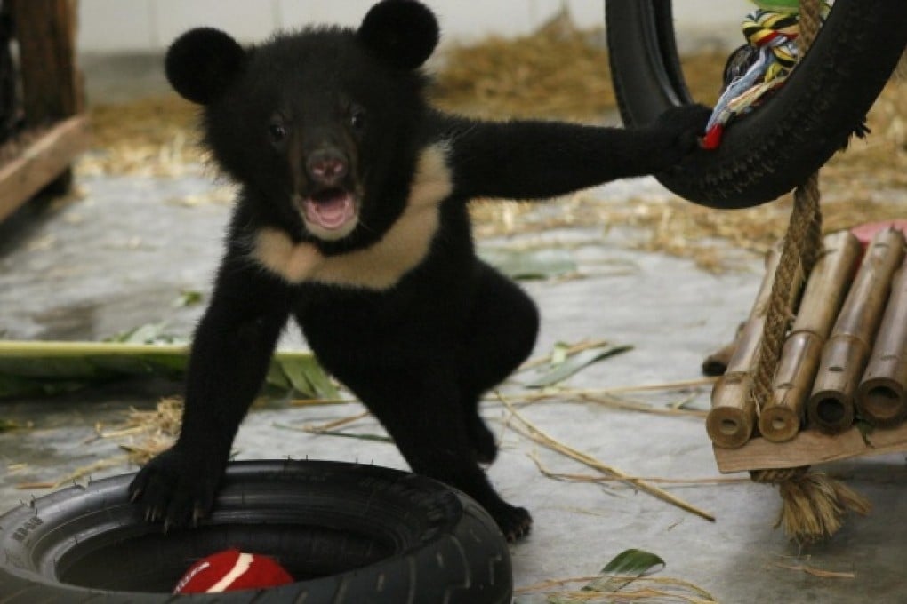 A cub plays inside the rescue centre. Photo: Reuters