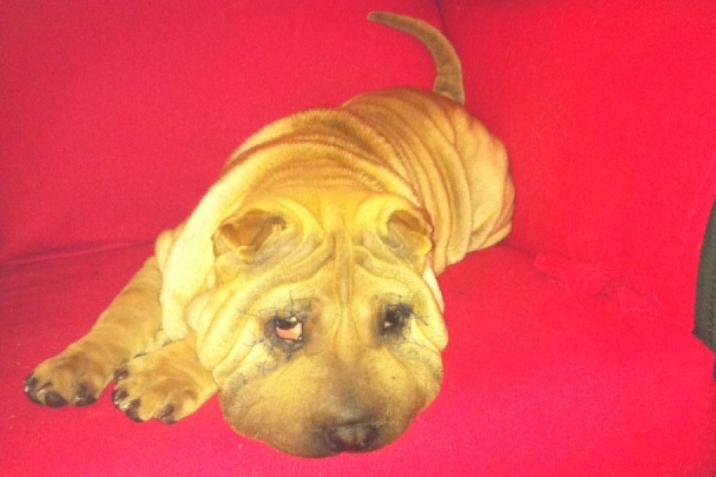 Shar Pei Facelift: What Posh and Barnaby can expect: my rescue Shar Pei "Fei Fei" after round one of facelift eye surgery.