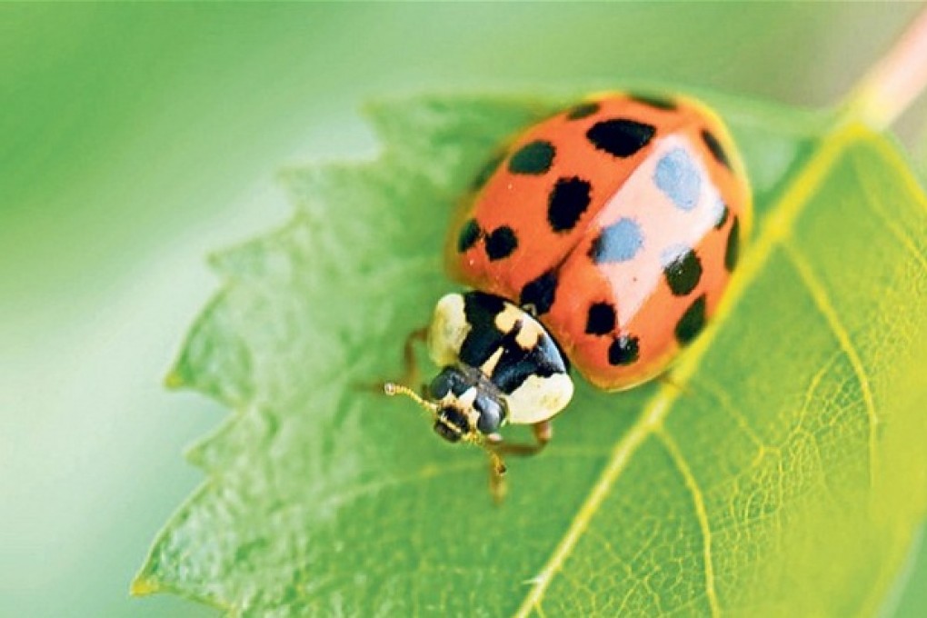 The harlequin has hit other ladybird species. Photo: SCMP