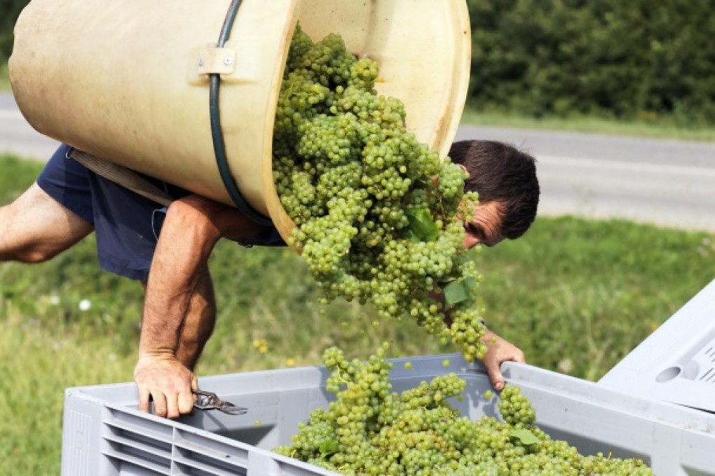 Several French vineyards offer tours of their wine-production facilities as well as samples of their vintages. Photo: Thinkstock