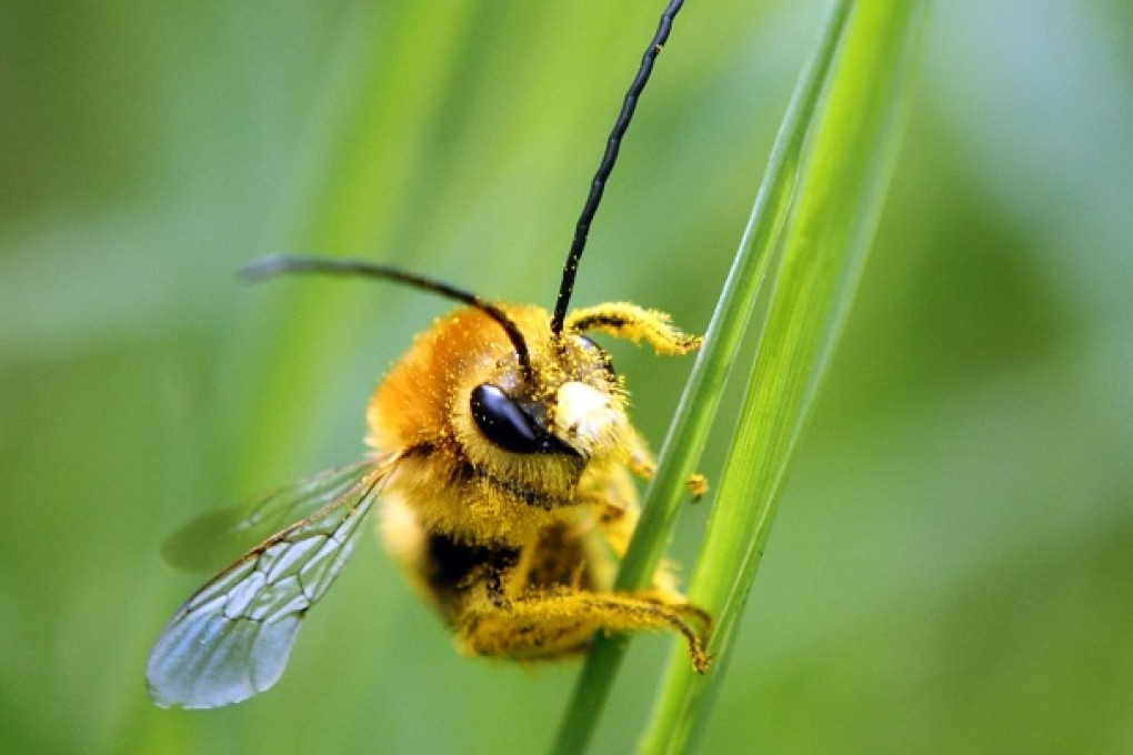 BASF has until June 14 to comment on a report that says BASF’s fipronil poses an “acute risk” to honeybees. Photo: Reuters