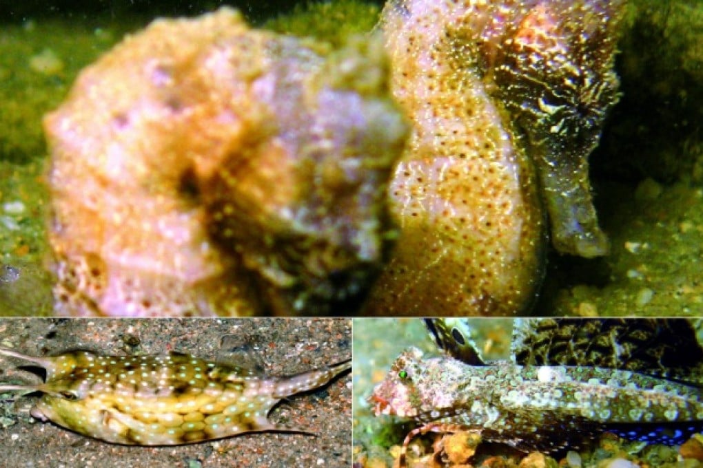 Swimming in Lung Mei, conservation officials say, are the spotted seahorse Hippocampus kuda (top), cowfish Lactoria cornuta (left) and dragonet Dactylopus dactylopus (right). Photos: Save Lung Mei Alliance