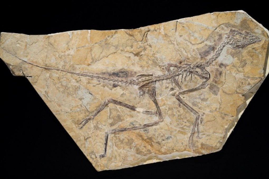 Earlier bird steals Archaeopteryx's worm