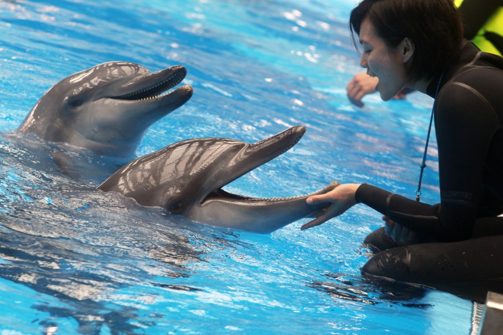 Dolphins at the Ocean Park Mammal Breeding & Research Centre. Photo: Sam Tsang
