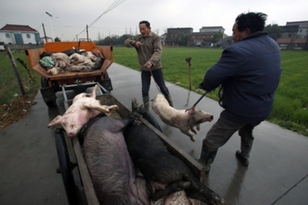 Workers collect dead pigs to deliver to a disposal facility in a Jiaxing village, in east China's Zhejiang province, in March. Photo: AP