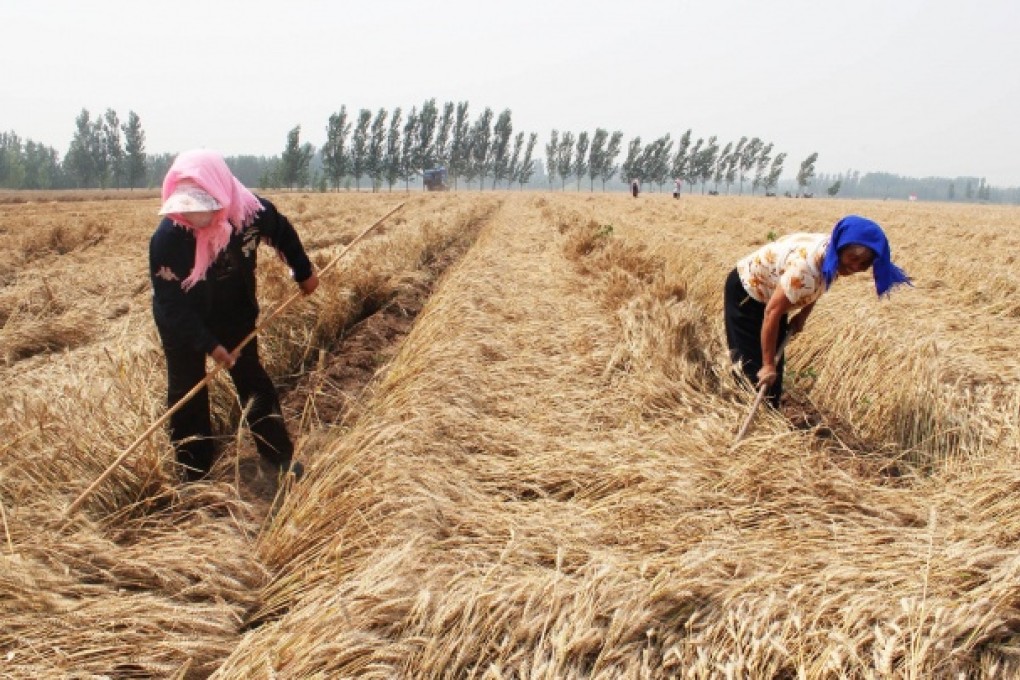 Wheat being harvested in Shandong province. The crop has been cultivated in northern China for millennia.. Photos: AFP; Felix Wong