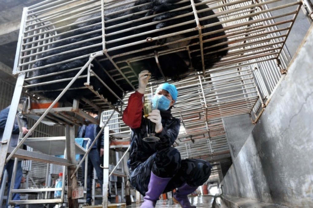 A worker collects bile from a bear held in a cage at Guizhentang's farm in Huian, Fujian, yesterday. Photo: AFP