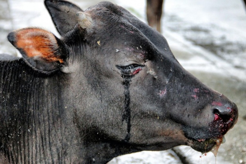 One cow appeared to be crying. Photo: SCMP