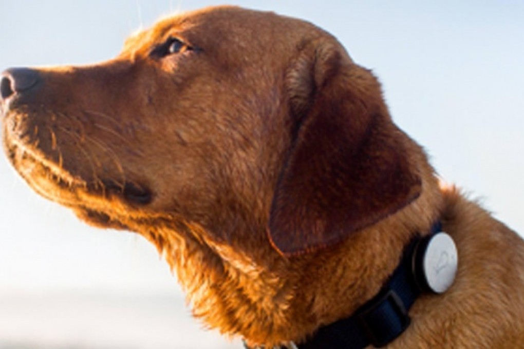 A dog wearing one of the Whistle devices, which can track activity and even tell how well a pet is sleeping. Photo: SCMP Pictures