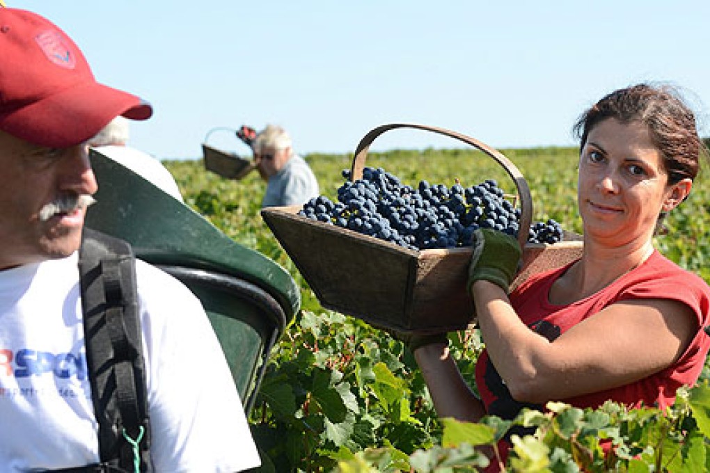 Workers harvest Cabernet-Sauvignon grapes near Bordeaux. Photo: EPA