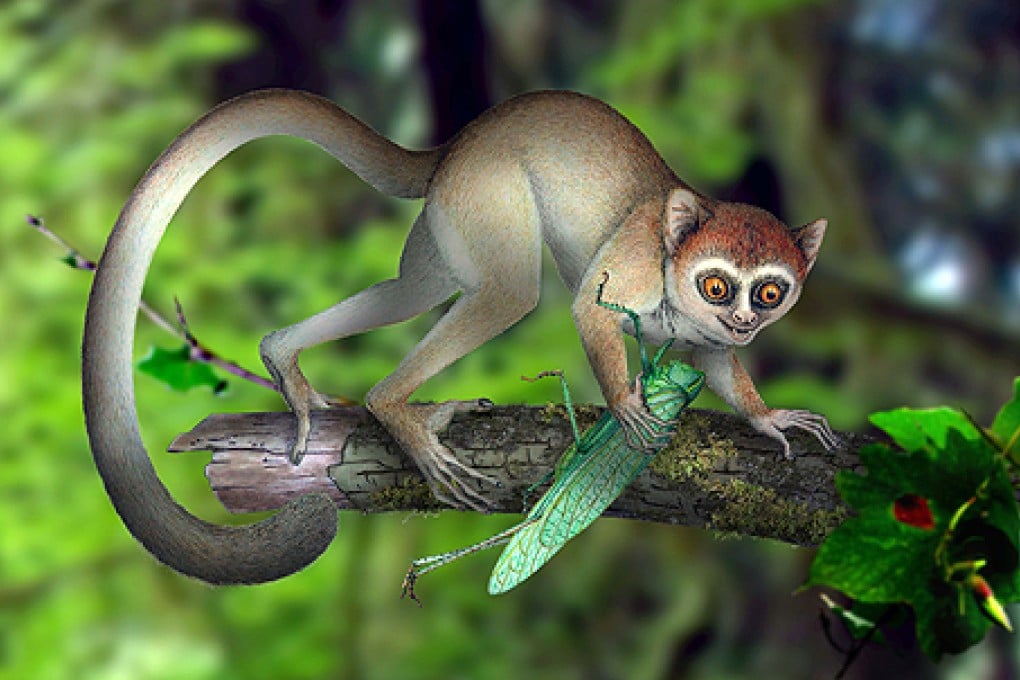 A reconstruction of Archicebus achilles in its natural habitat. Photo: AP