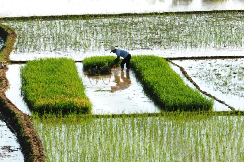 Fears of tainted rice turn delta shoppers to Hong Kong