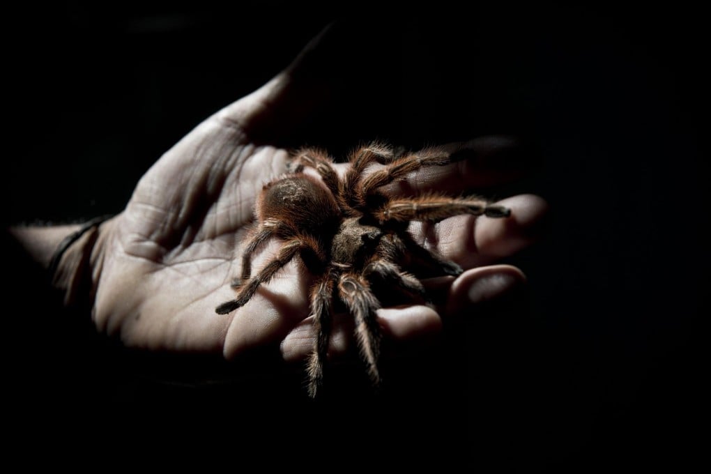 A worker holds one of the 5,000 tarantulas at the farm. Photo: AFP