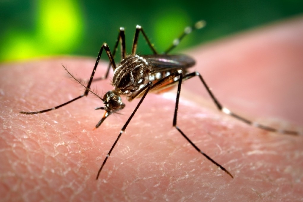 A female Aedes aegypti mosquito acquiring a blood meal from a human host at the Centers for Disease Control in Atlanta. Photo: AP
