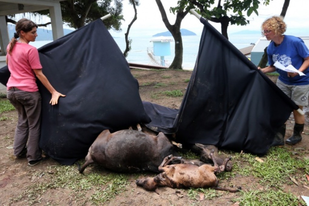 The feral cattle were found lying on the side of South Lantau Road. Five were certified dead and three others put down because of their injuries. Photo: Sam Tsang