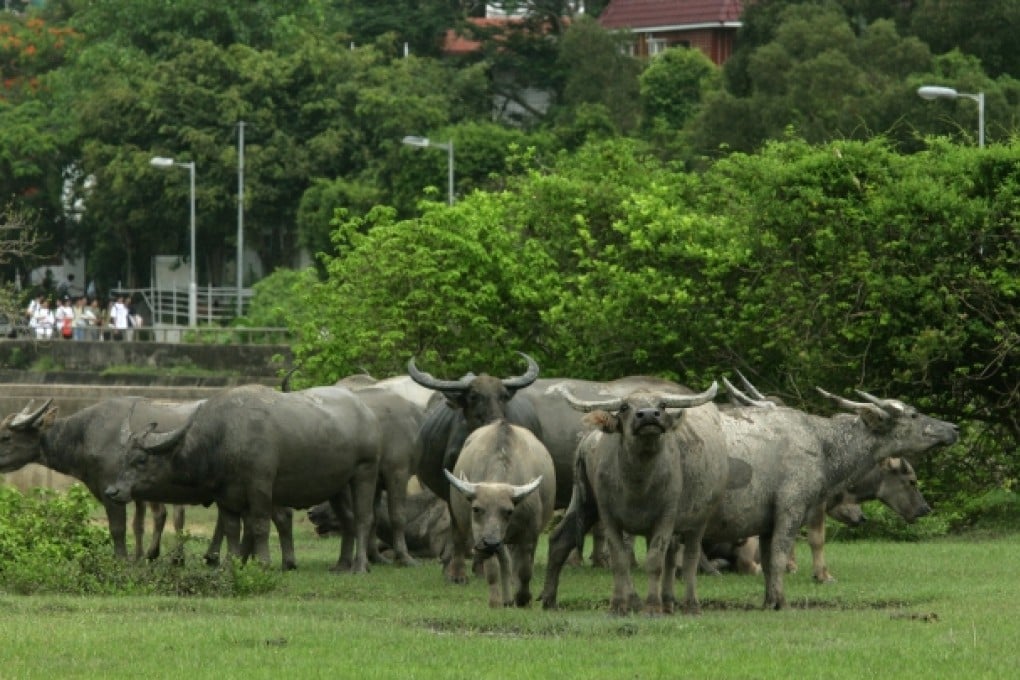 Tranquil Lantau is now under threat. Photo: SCMP Pictures