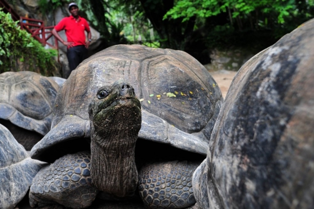 Conservationists fear that rare species such as the giant tortoise are at severe risk from climate change. Photo: AFP